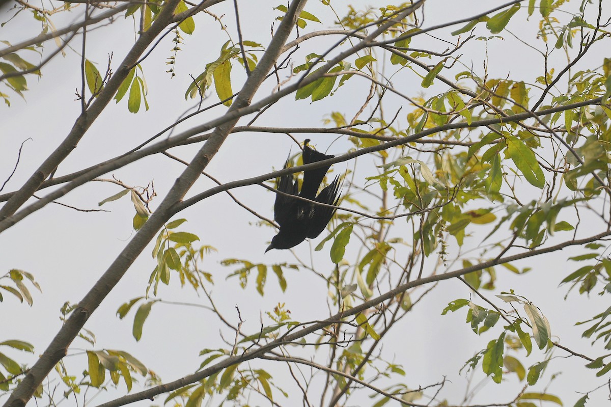 Drongo à crinière - ML620692737