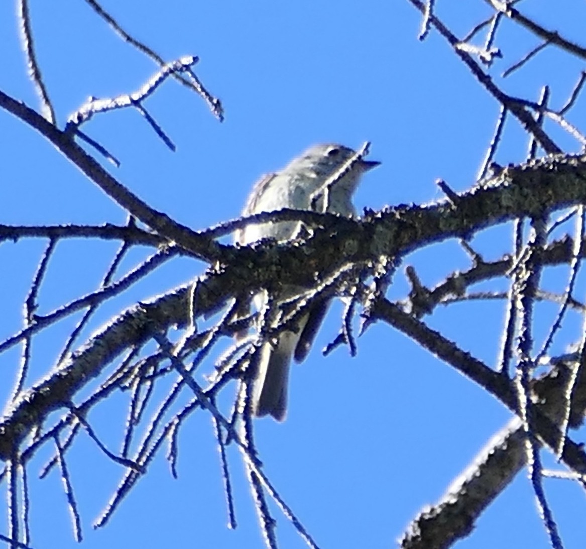 Hammond's Flycatcher - ML620692739