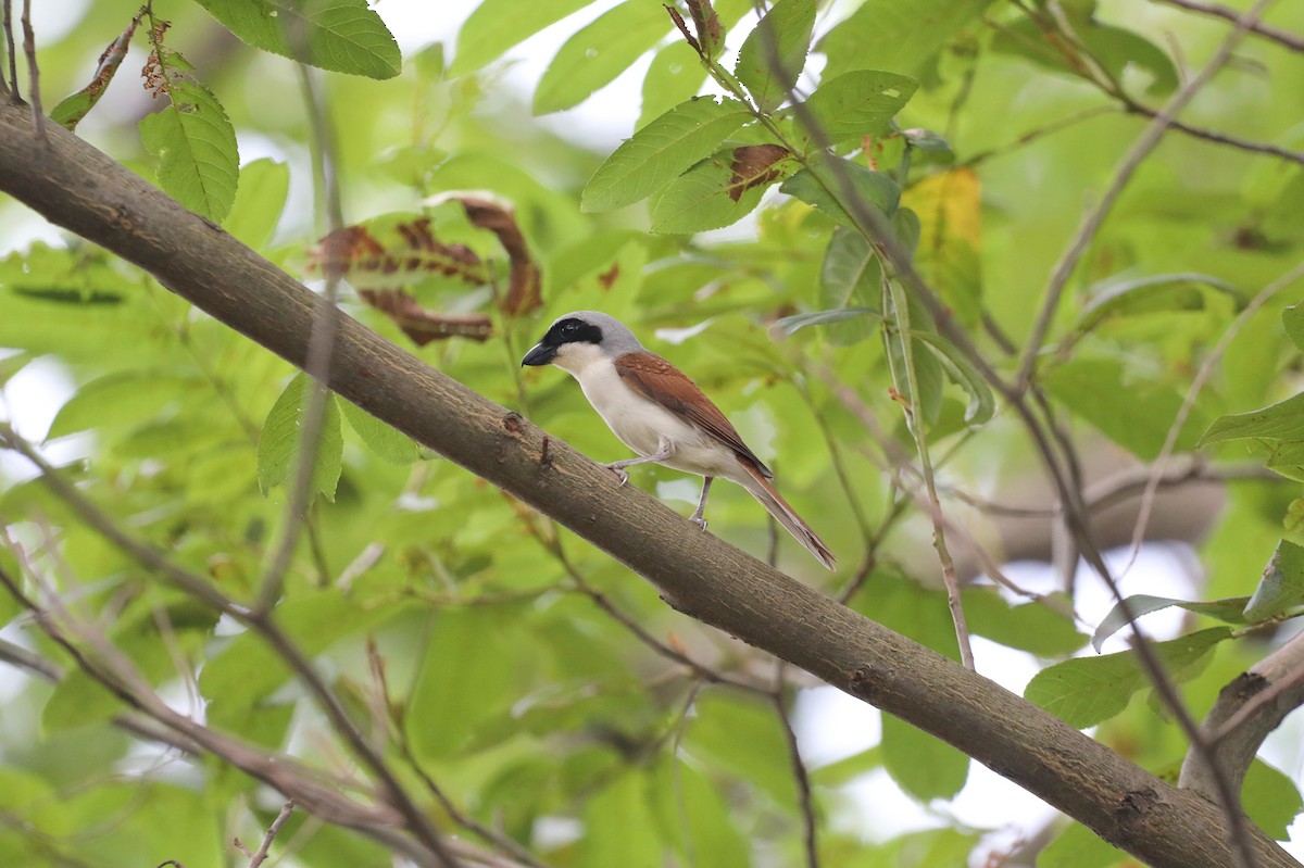 Tiger Shrike - ML620692743