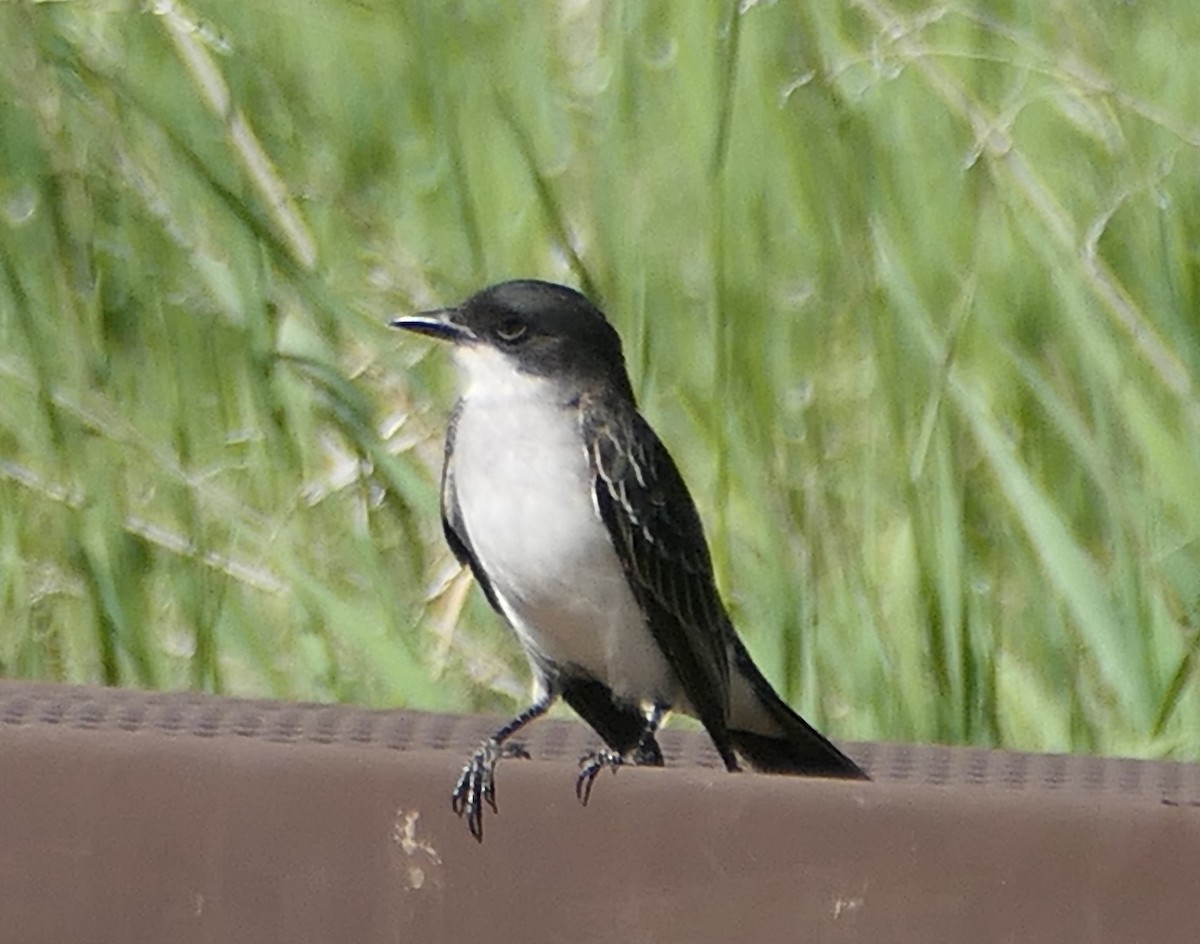 Eastern Kingbird - ML620692746