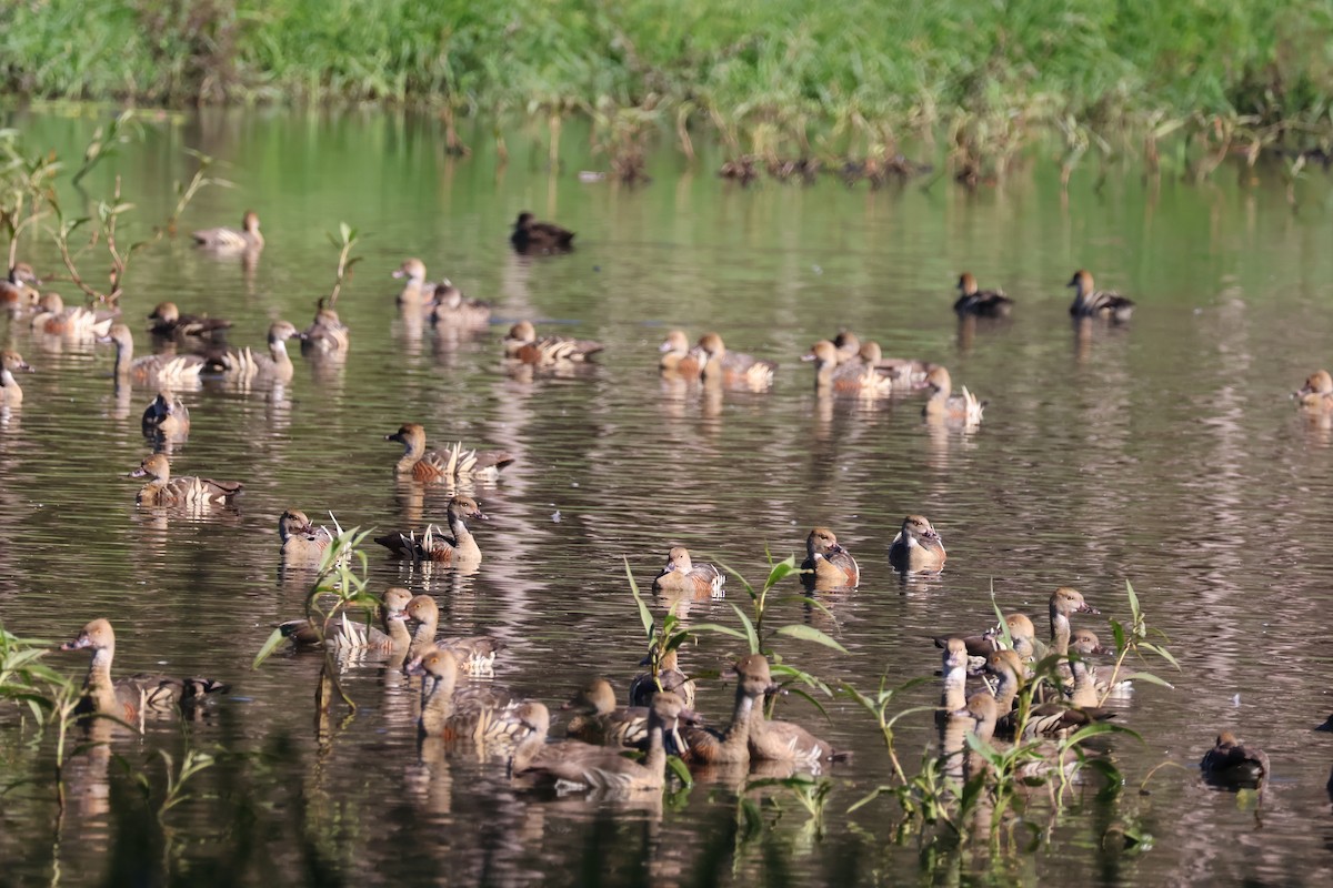 Plumed Whistling-Duck - ML620692751