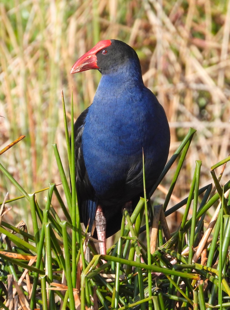 Australasian Swamphen - Stephan Megroz