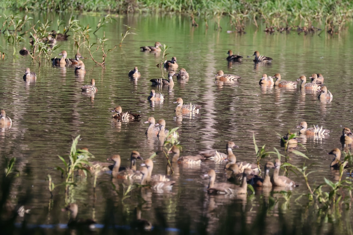 Plumed Whistling-Duck - ML620692756