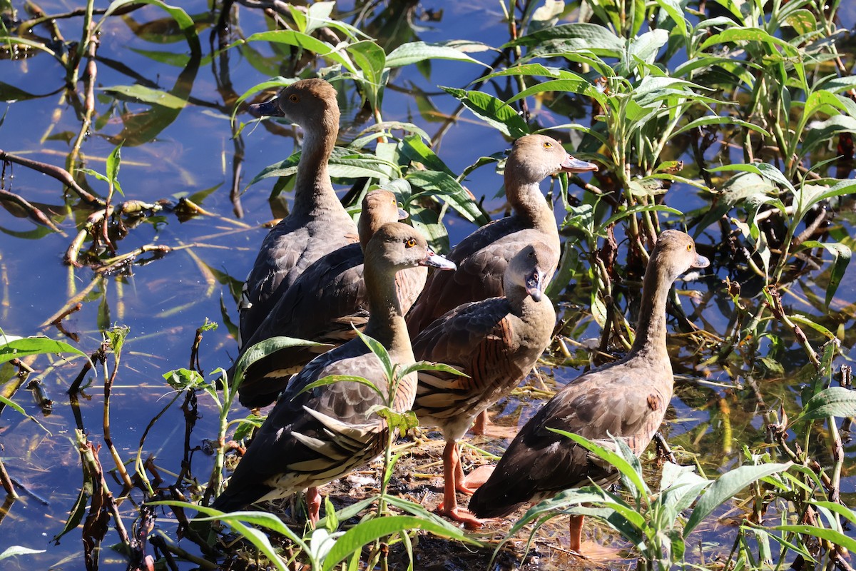 Plumed Whistling-Duck - ML620692759