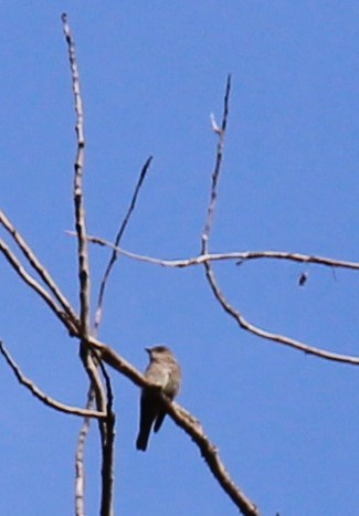 Western Wood-Pewee - ML620692760