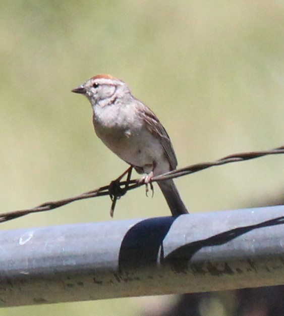 Chipping Sparrow - Heidi George