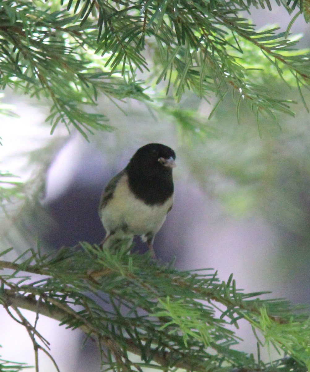 Dark-eyed Junco - ML620692766