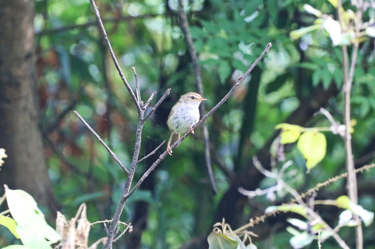 Brownish-flanked Bush Warbler - ML620692767