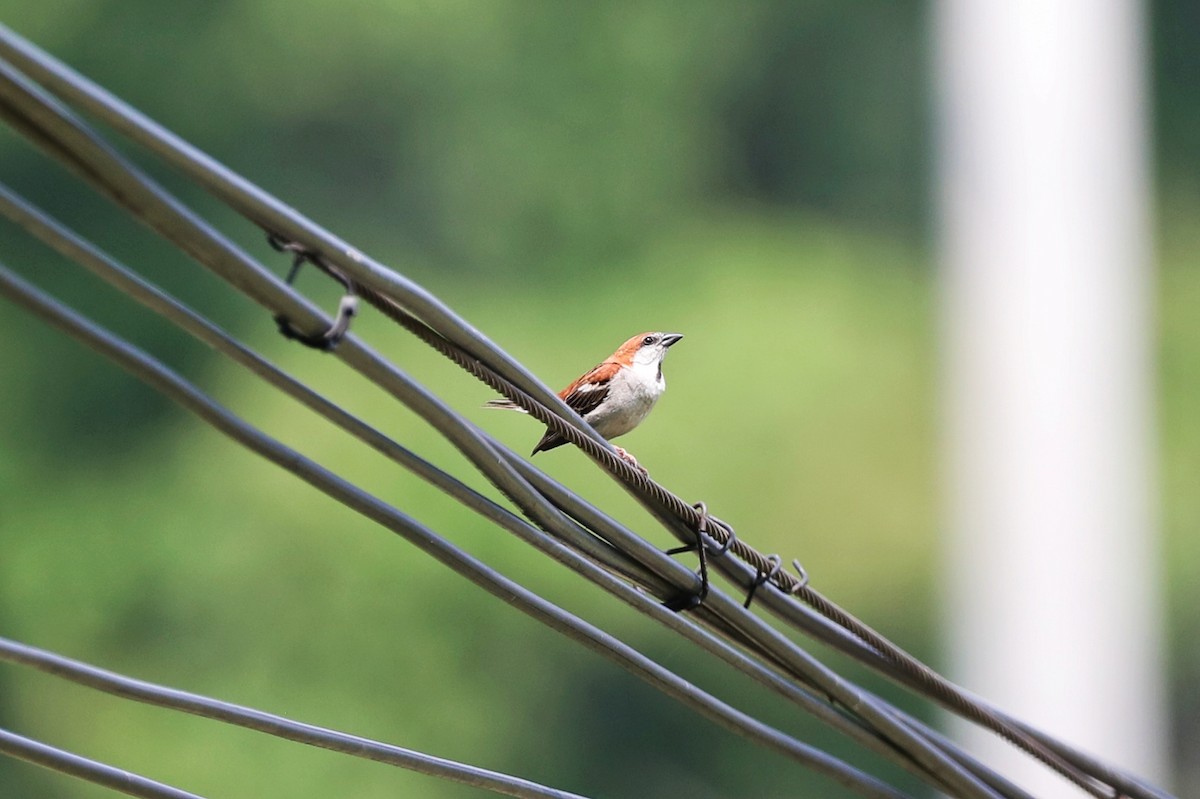 Russet Sparrow - ML620692768