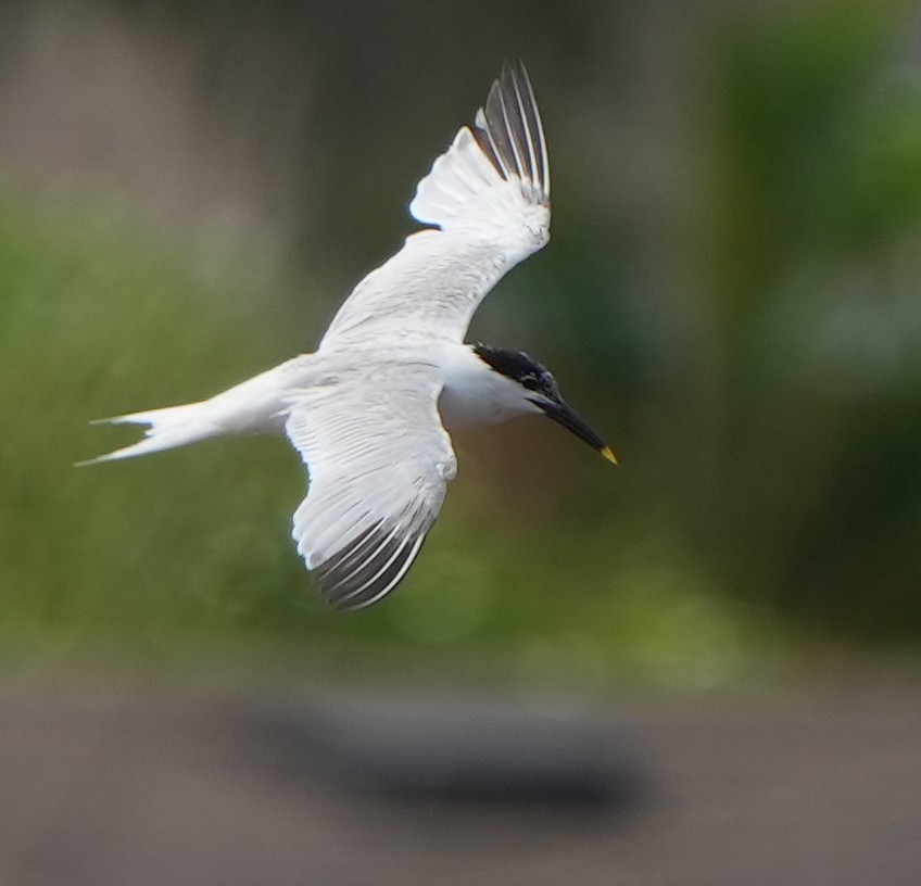 Sandwich Tern - ML620692769