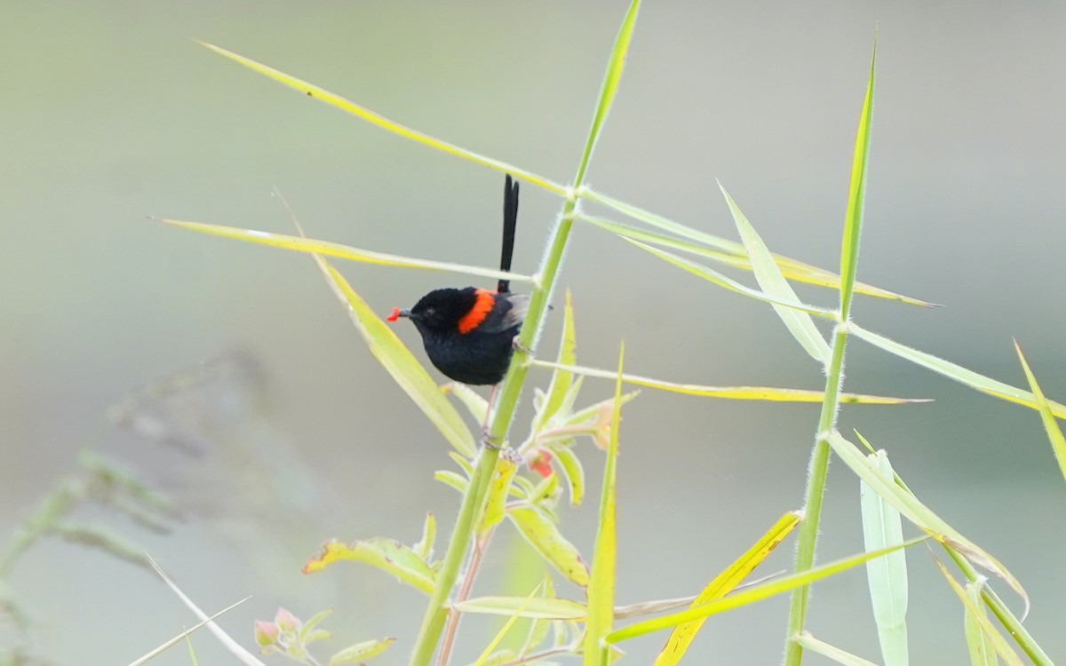 Red-backed Fairywren - ML620692771