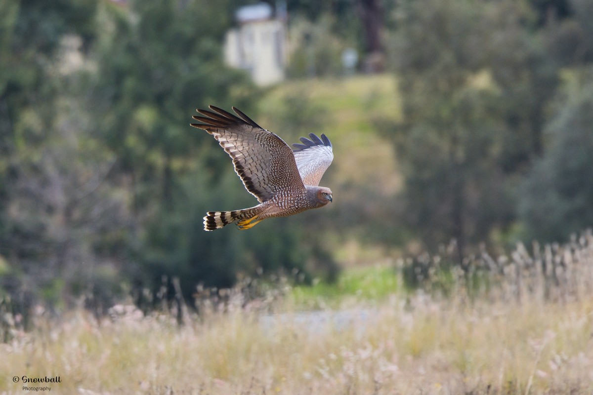 Spotted Harrier - ML620692773