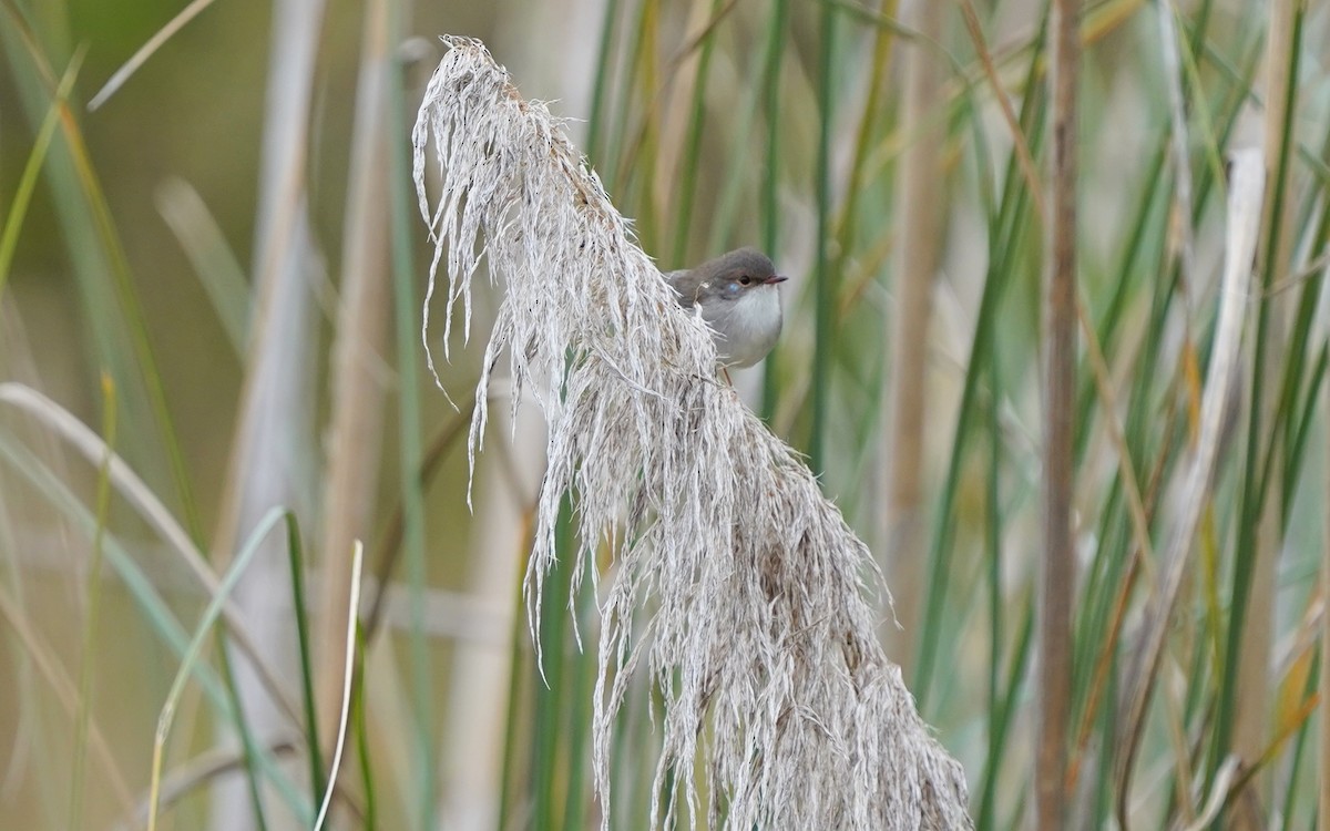 Superb Fairywren - ML620692776