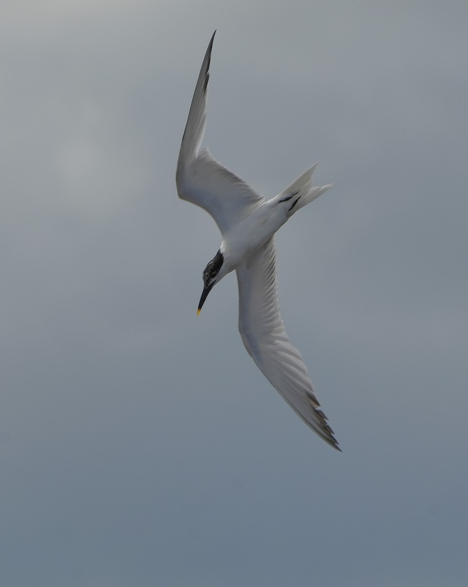 Sandwich Tern - ML620692778