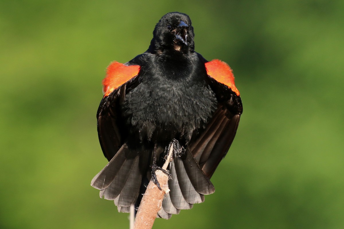 Red-winged Blackbird - ML620692779