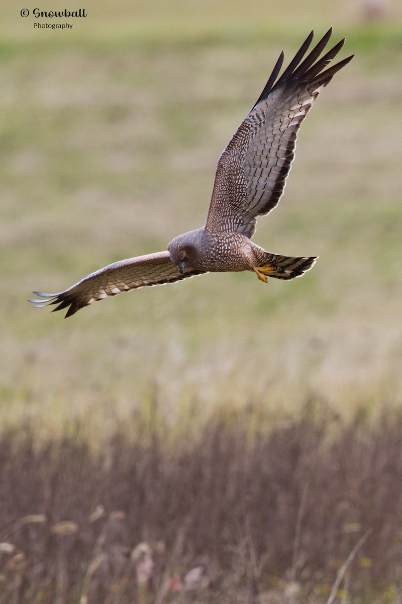 Aguilucho Moteado - ML620692780