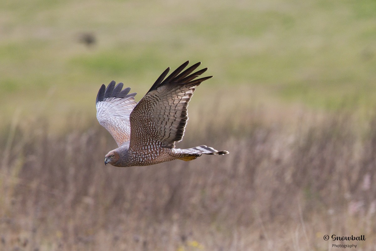 Spotted Harrier - ML620692781