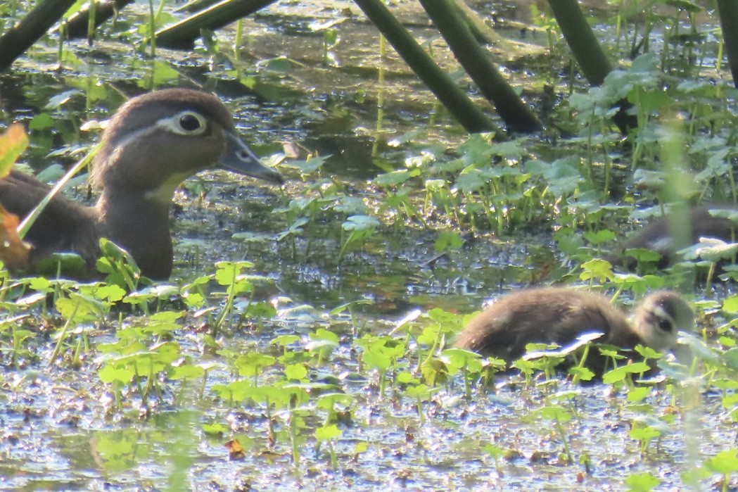 Wood Duck - ML620692786