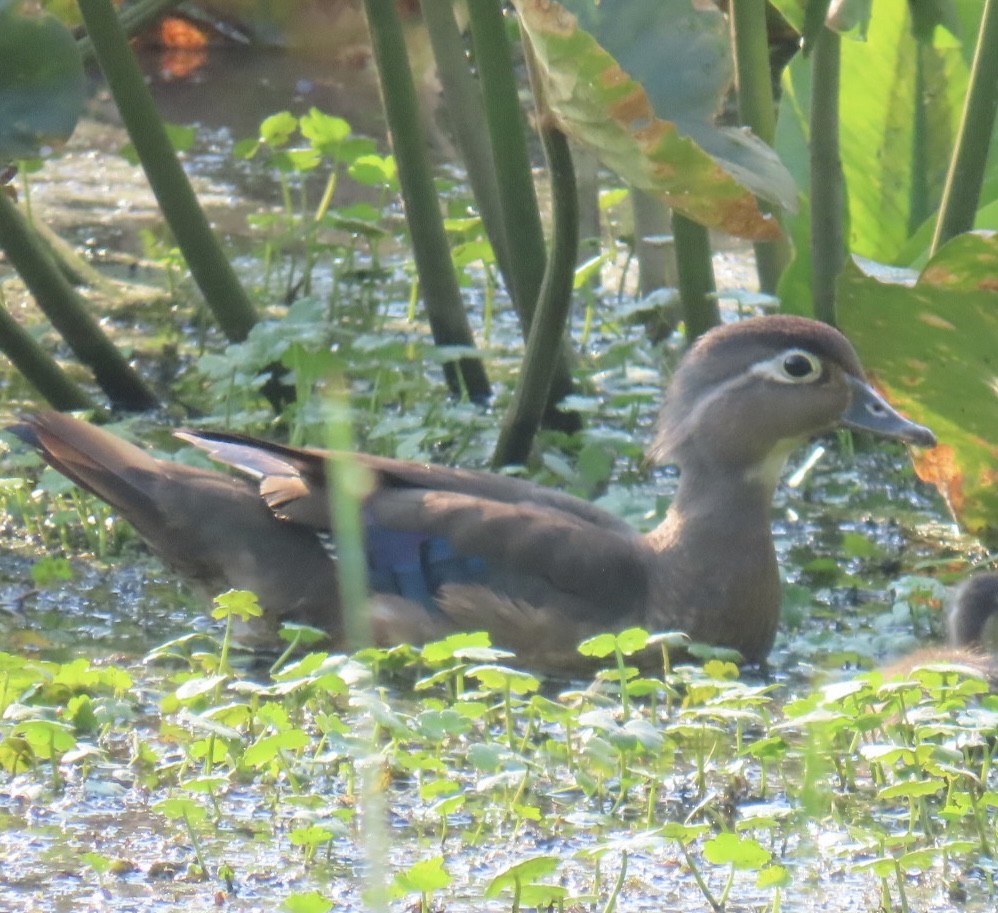 Wood Duck - ML620692788