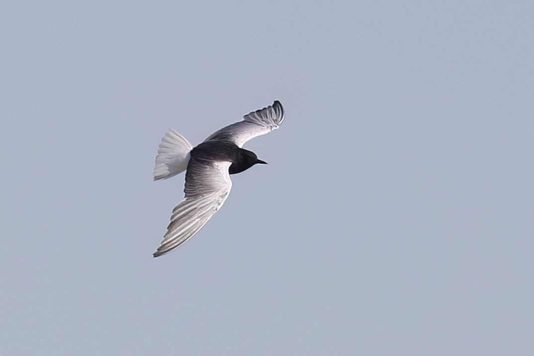 White-winged Tern - ML620692789