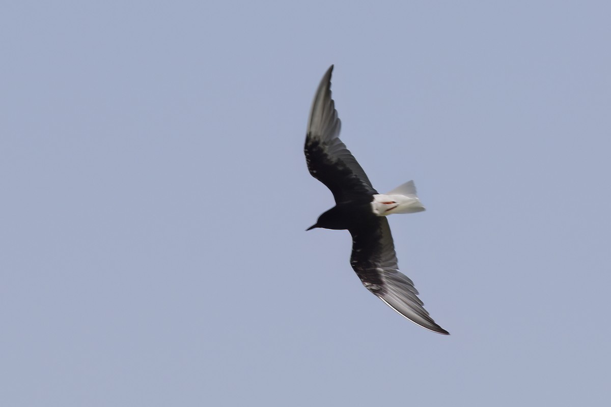 White-winged Tern - ML620692790