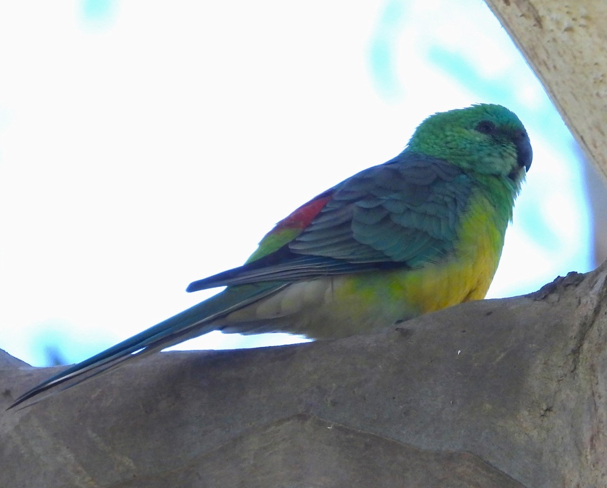 Red-rumped Parrot - ML620692791