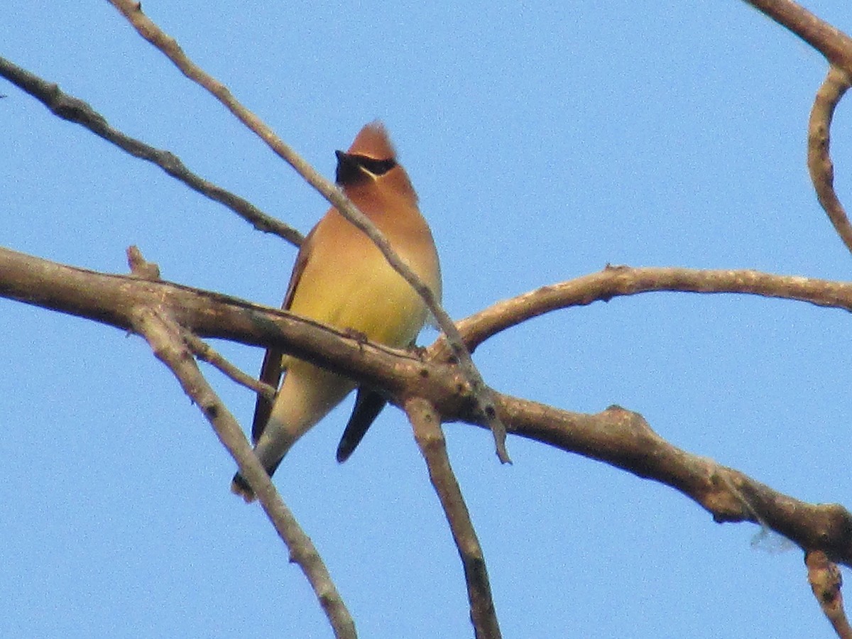 Cedar Waxwing - ML620692793