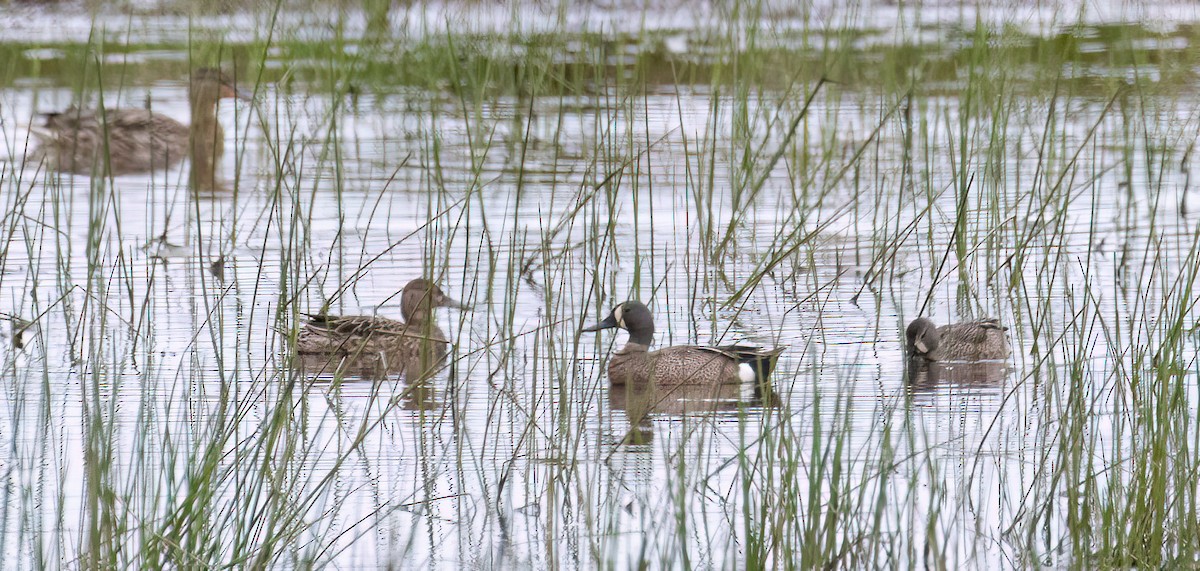 Blue-winged Teal - ML620692798