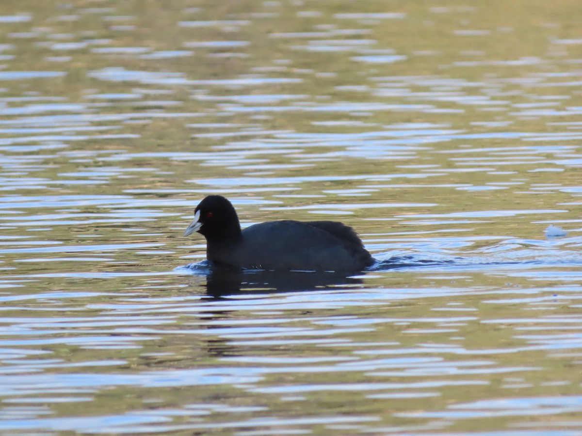 Eurasian Coot - ML620692800