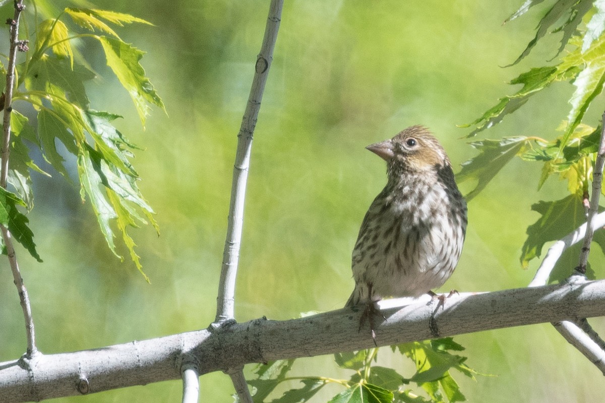 Cassin's Finch - ML620692802