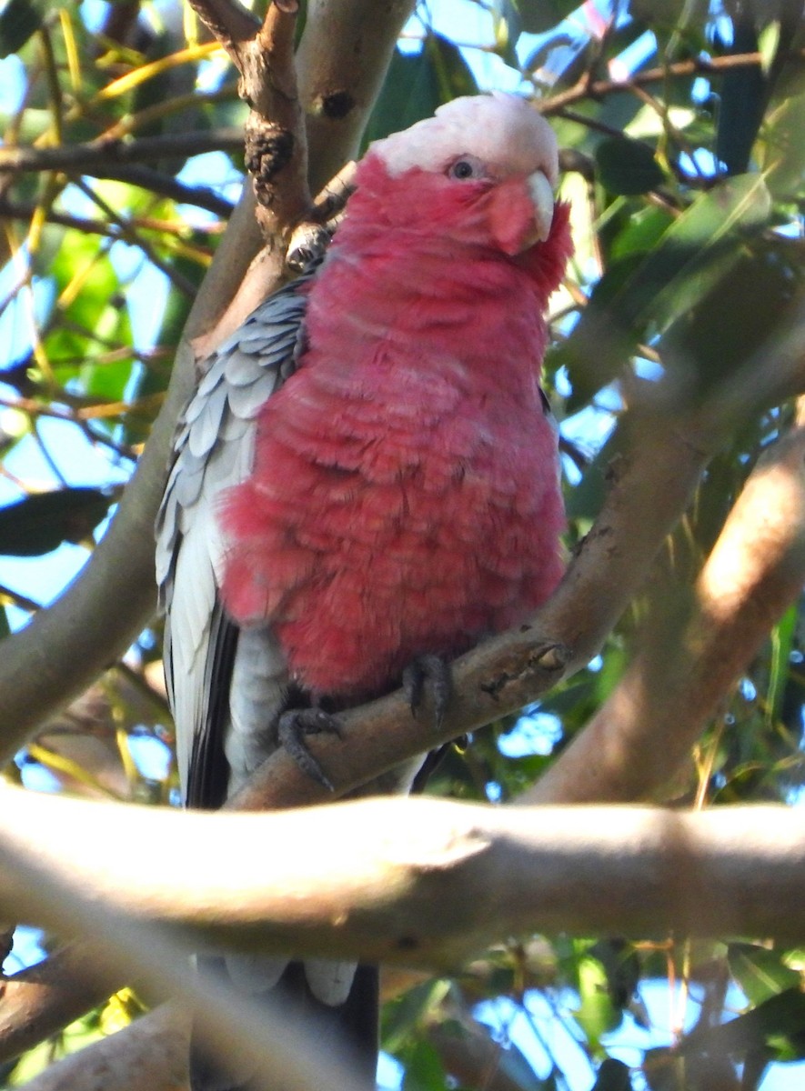 kakadu růžový - ML620692807