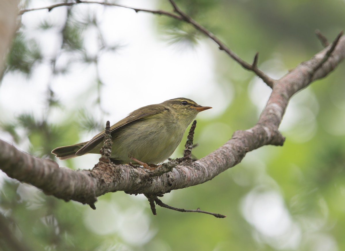 Japanese Leaf Warbler - ML620692809