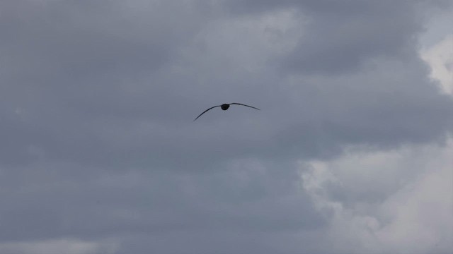 Great-winged Petrel - ML620692810