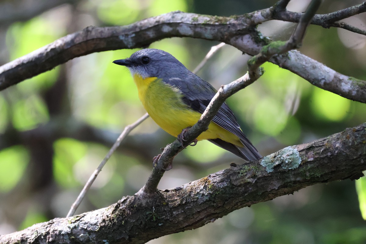 Eastern Yellow Robin - ML620692814