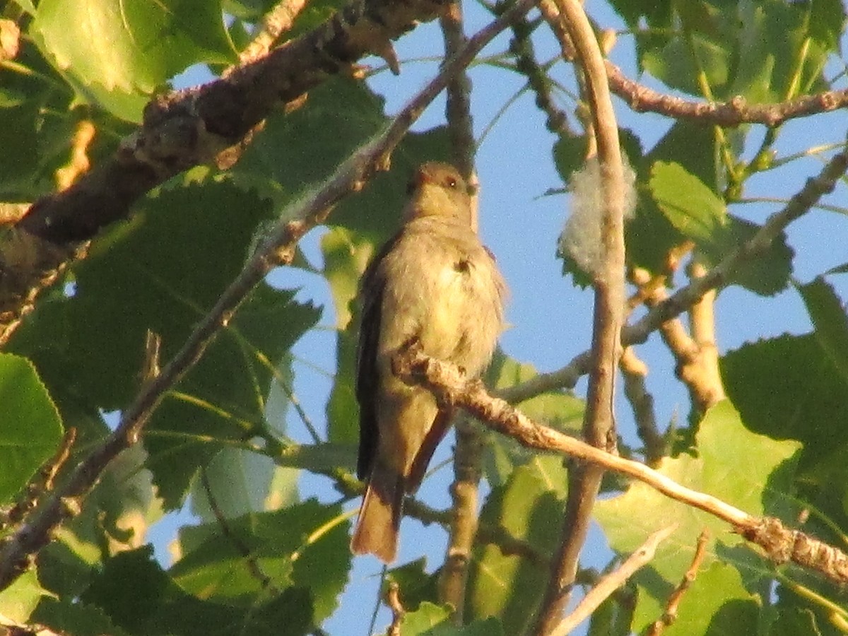 Western Wood-Pewee - ML620692815