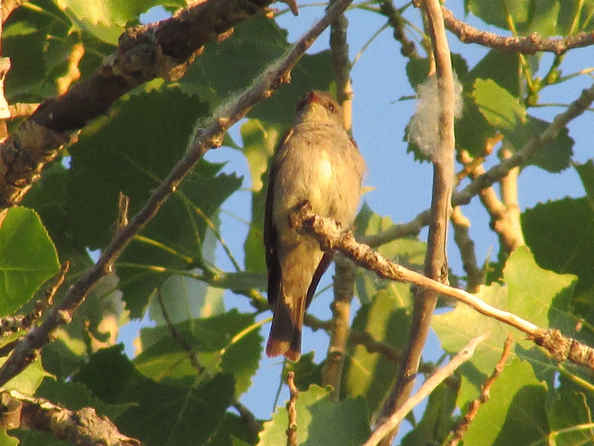 Western Wood-Pewee - ML620692816