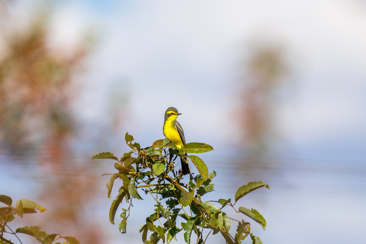 Yellow-browed Tyrant - ML620692819