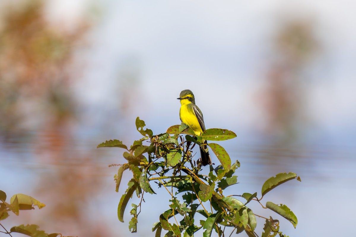 Yellow-browed Tyrant - ML620692820