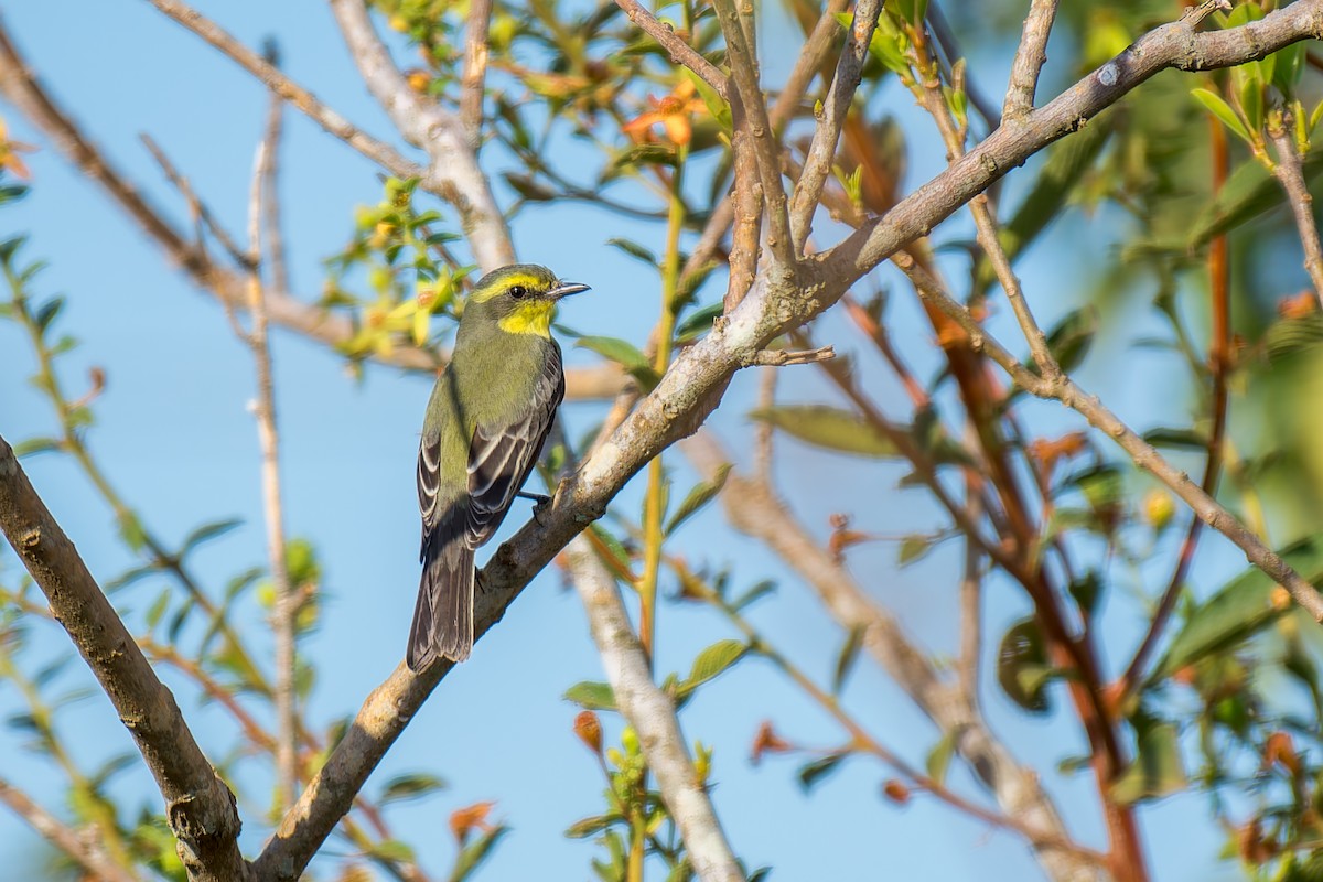 Yellow-browed Tyrant - Marcelo  Telles