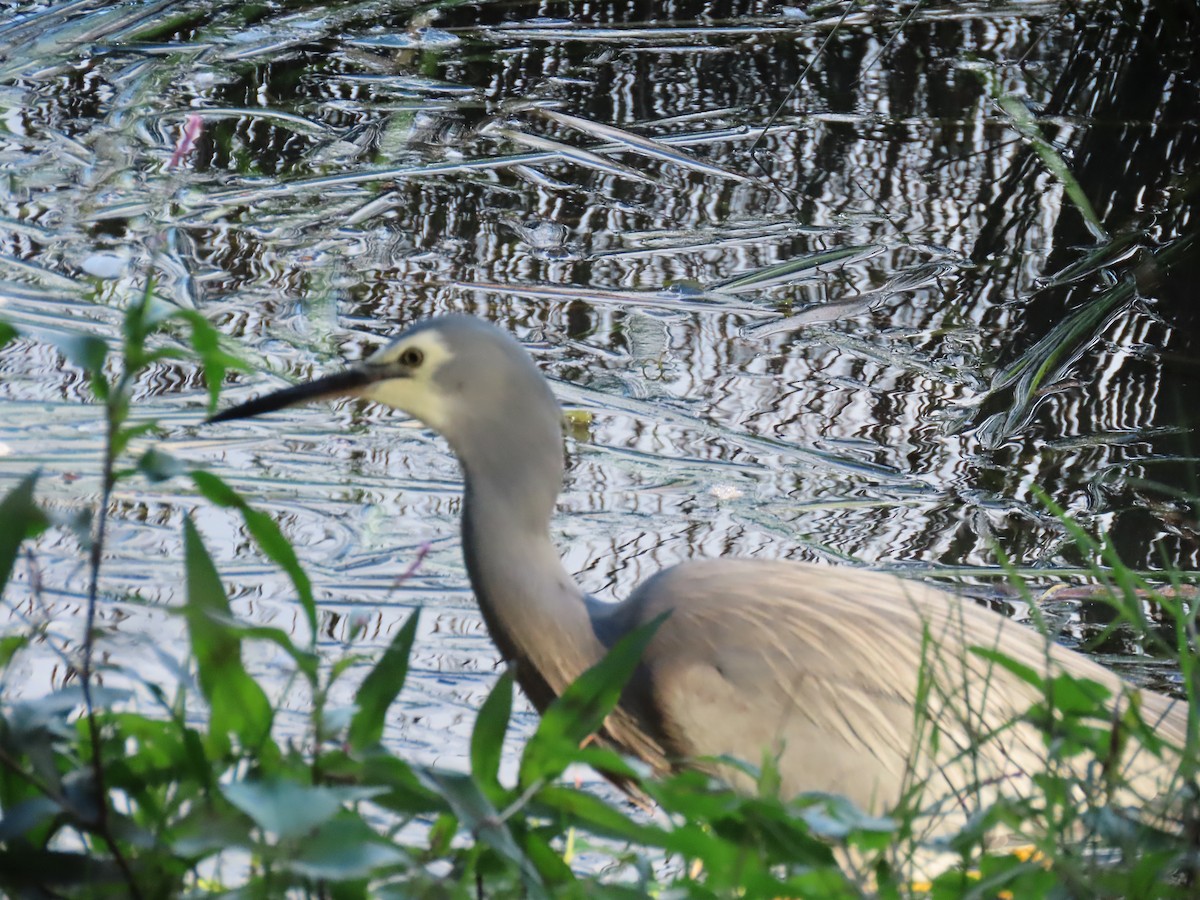 White-faced Heron - ML620692824