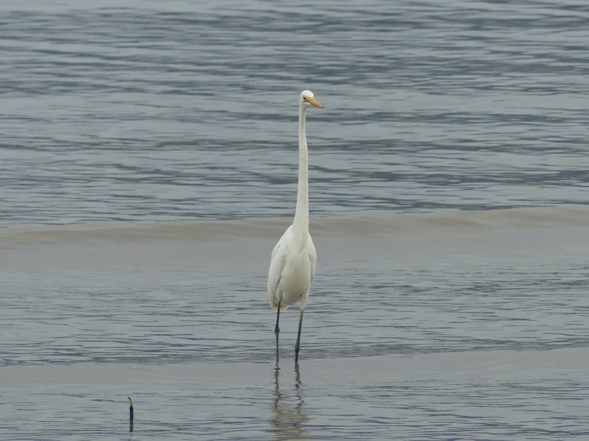 Great Egret - ML620692828