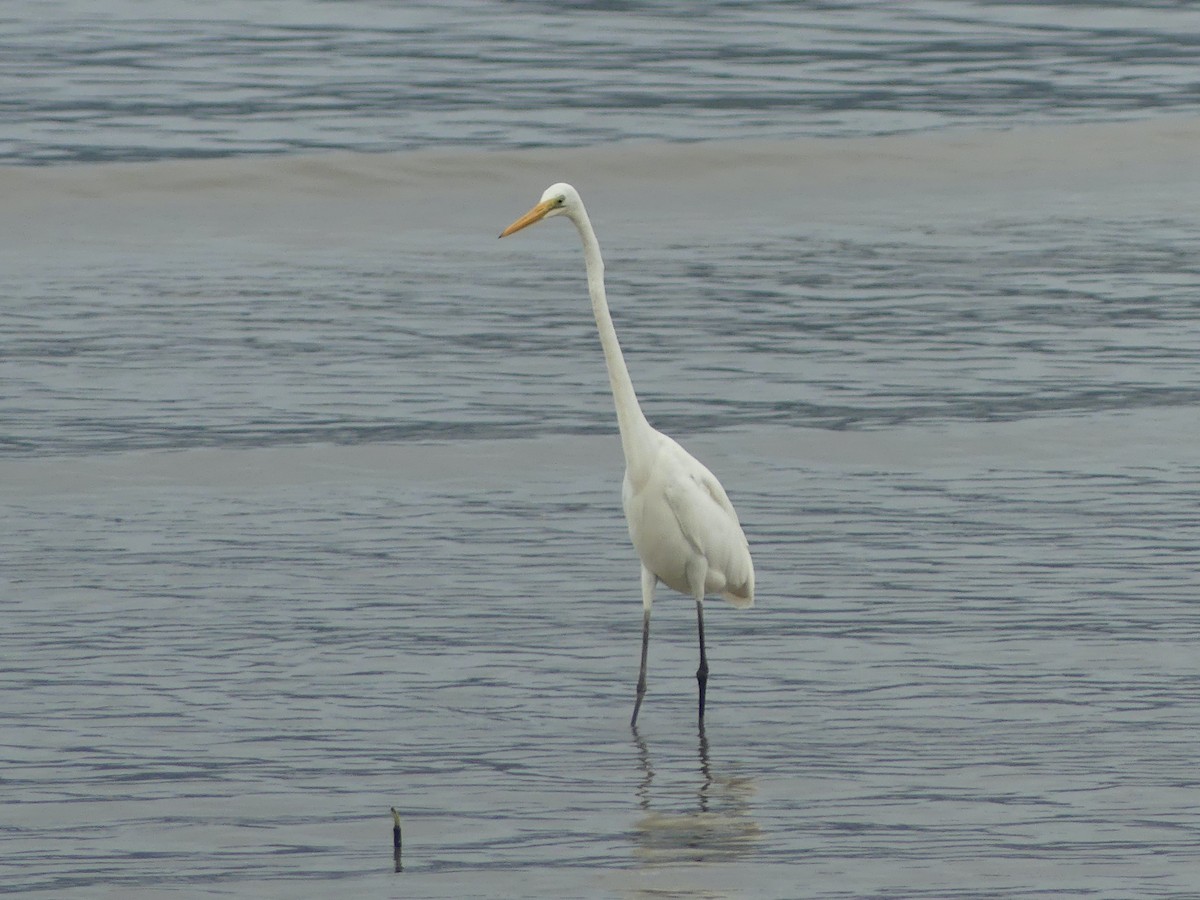 Great Egret - ML620692829