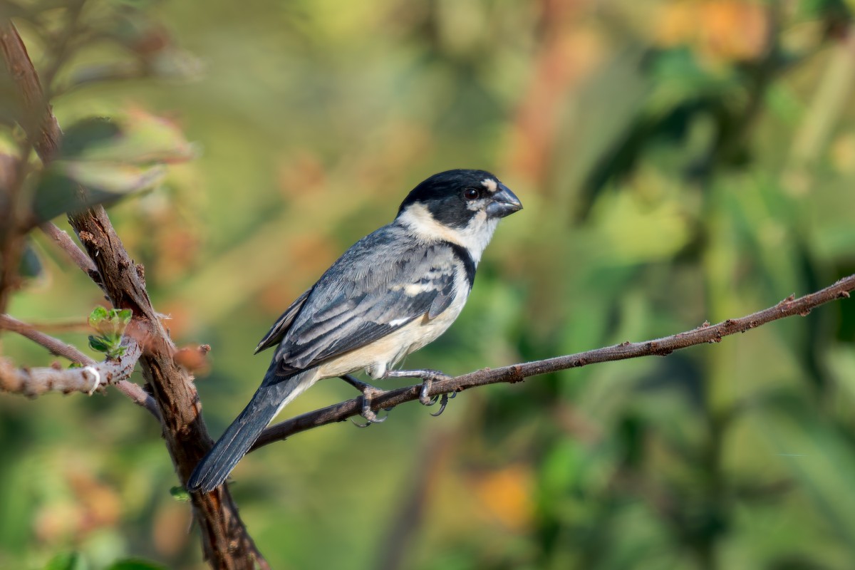 Rusty-collared Seedeater - ML620692832