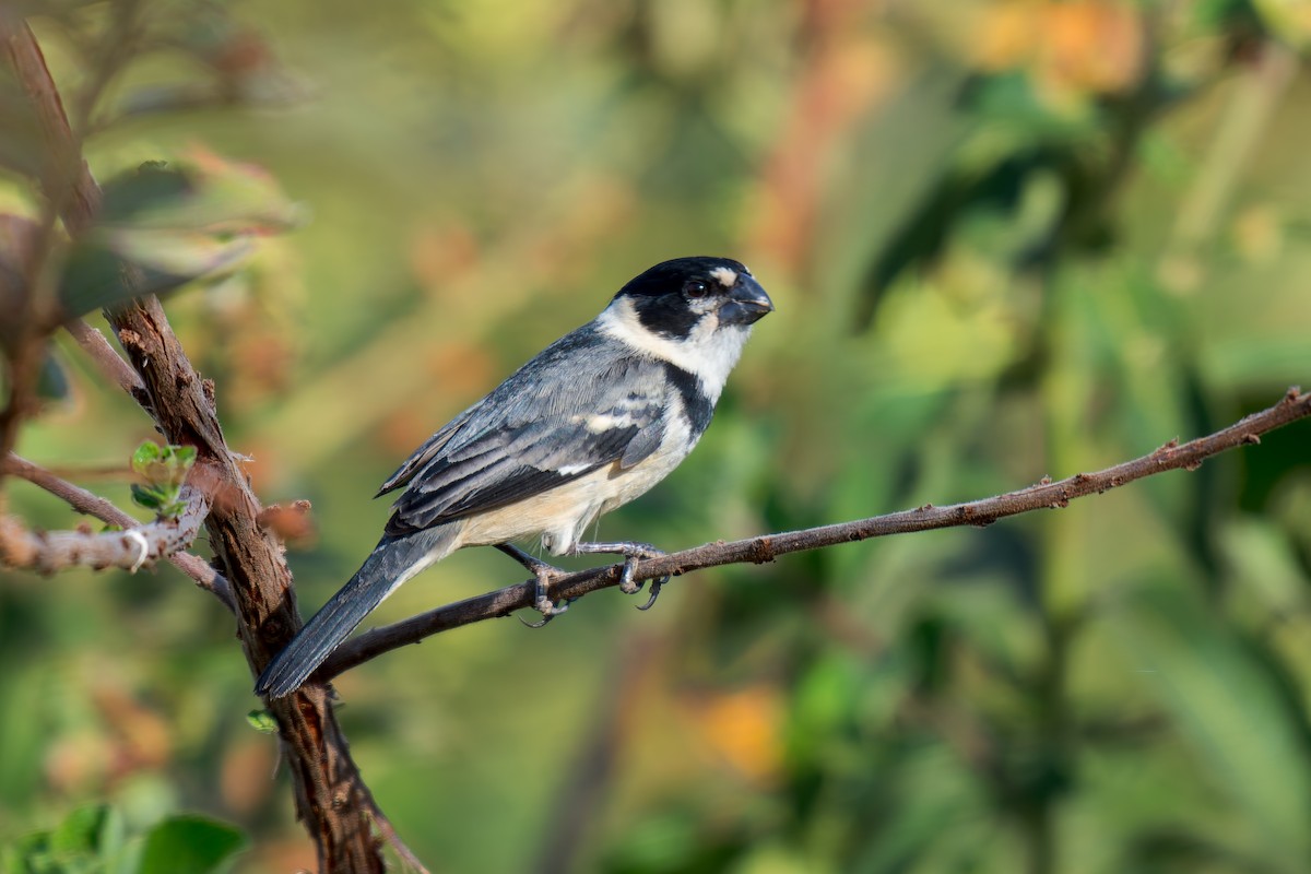 Rusty-collared Seedeater - ML620692833