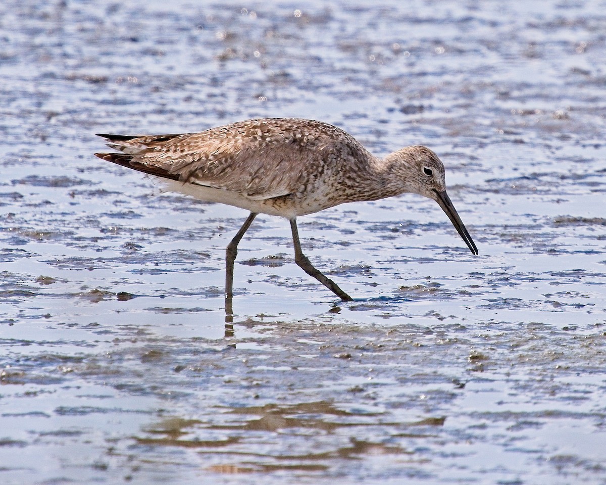 Willet - ML620692834