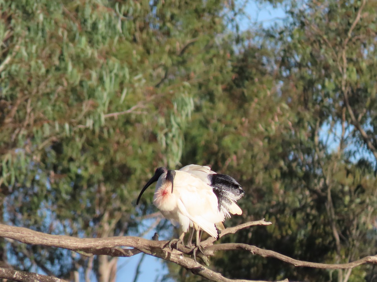 ibis australský - ML620692838