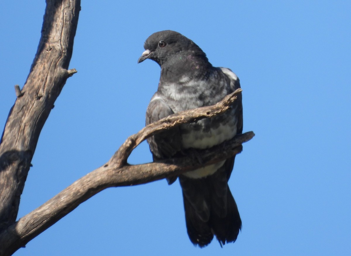 Rock Pigeon (Feral Pigeon) - ML620692840