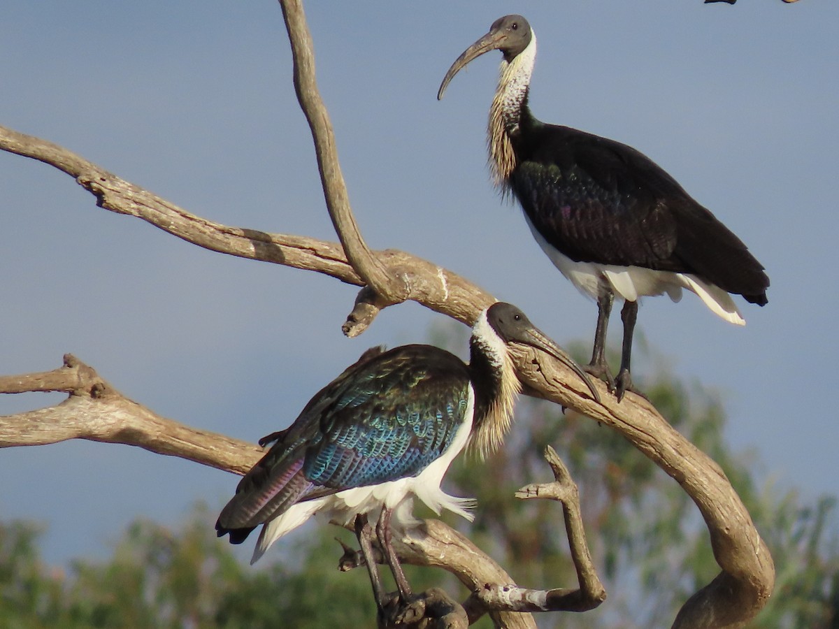 Straw-necked Ibis - ML620692841