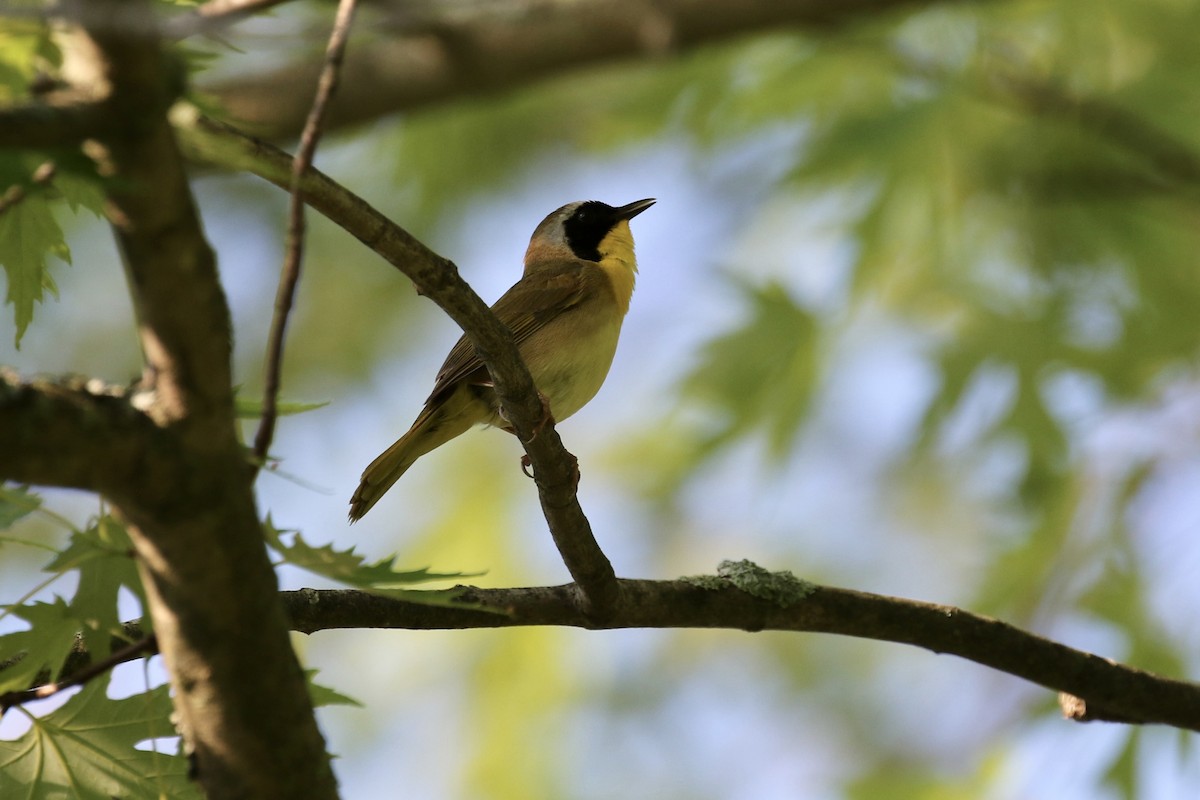 Common Yellowthroat - ML620692842