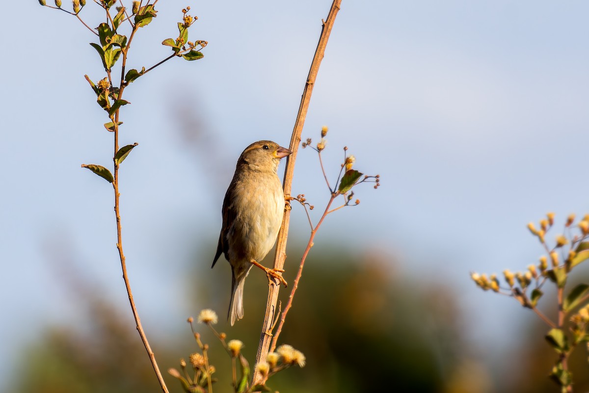 Moineau domestique - ML620692843